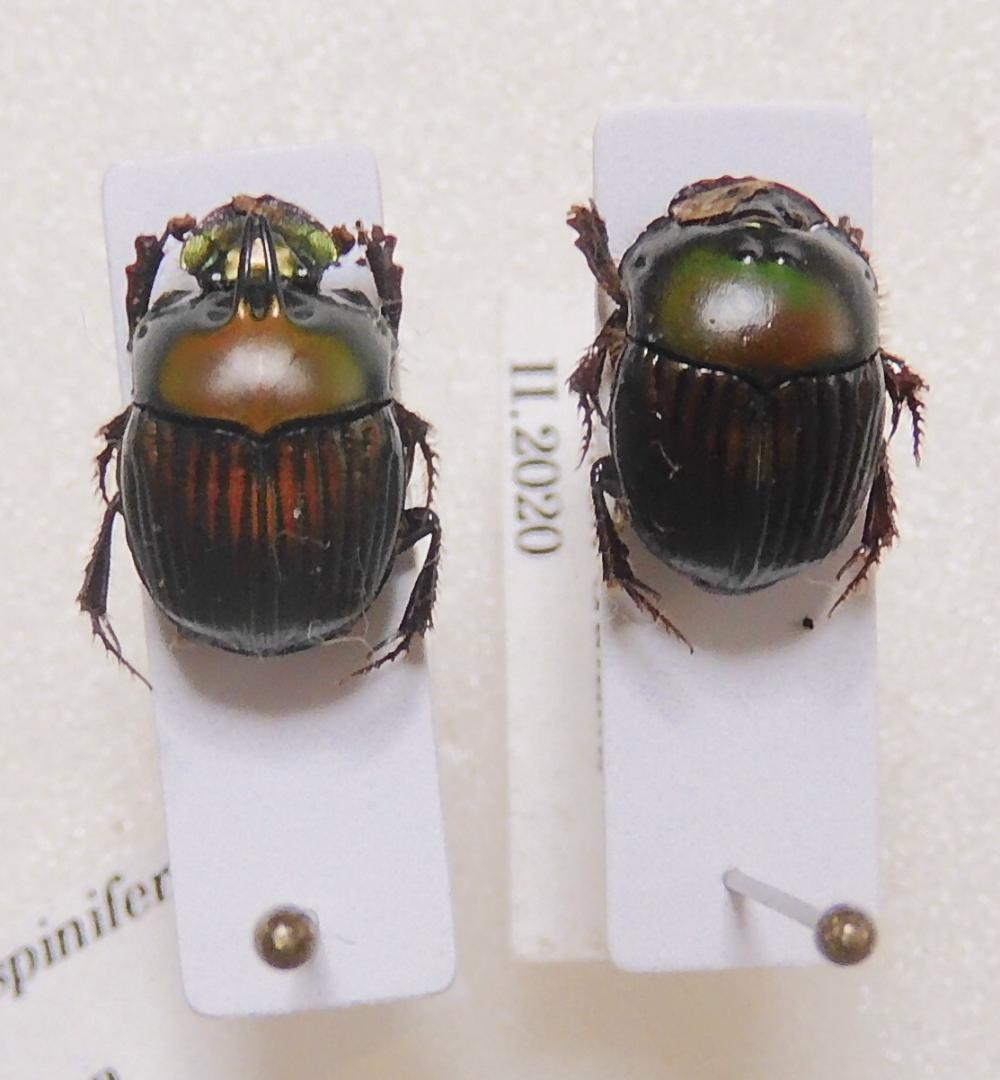 フレンチギアナ産 シレニウスニジダイコクコガネ 10-11mm