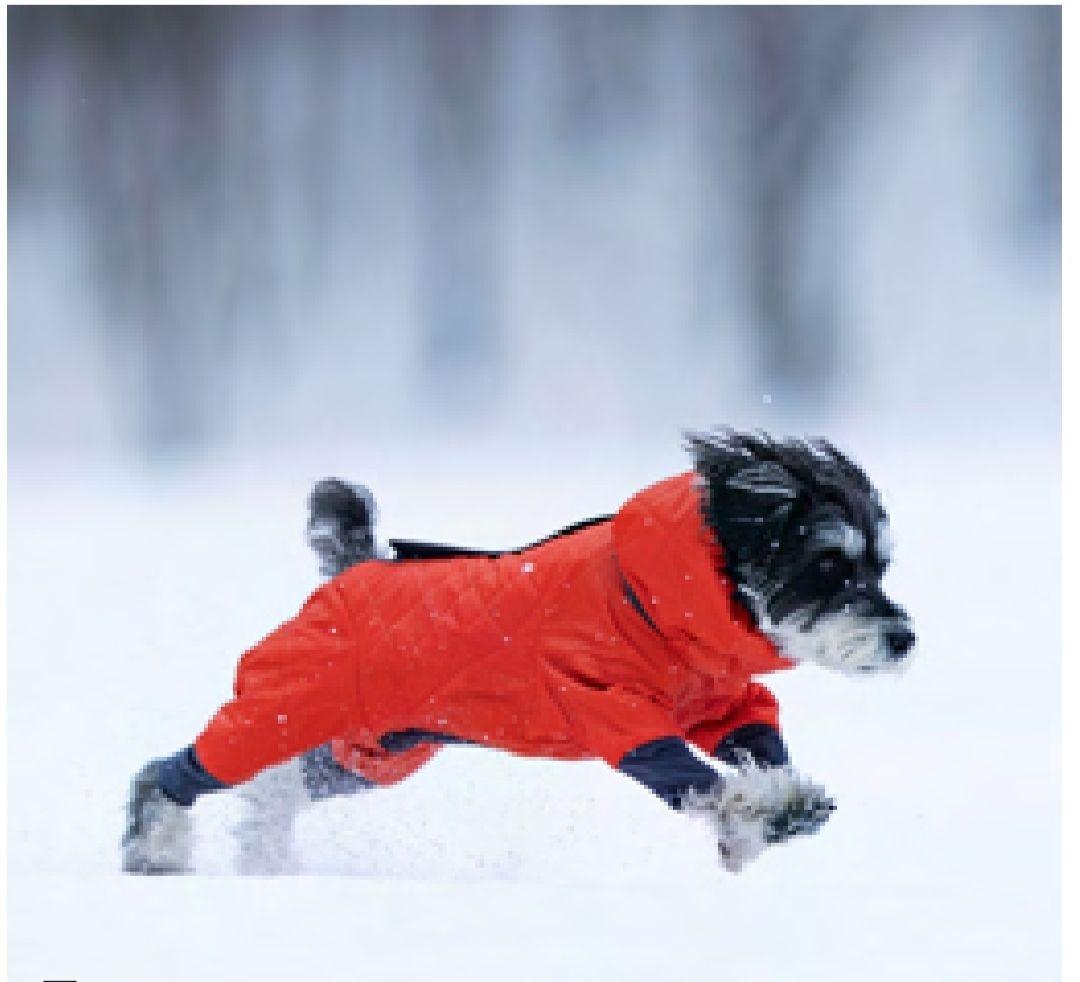 ☆ぽち・ここ☆　新品未使用　 アルファアイコン　ドッグガードエア　M