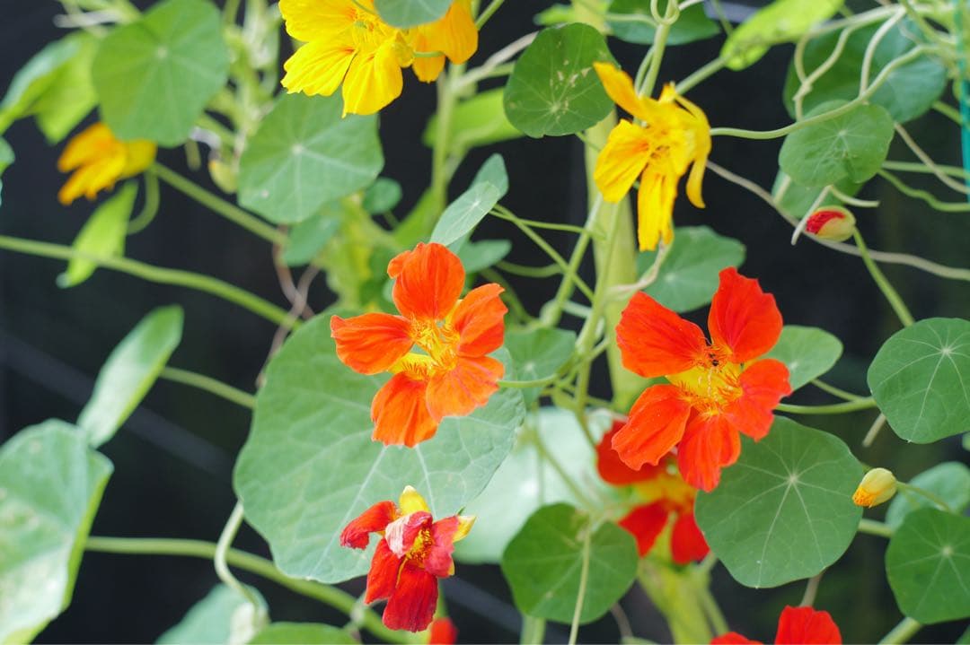 銘玉極上美品Steinheil München Quinon 55mm f1.9