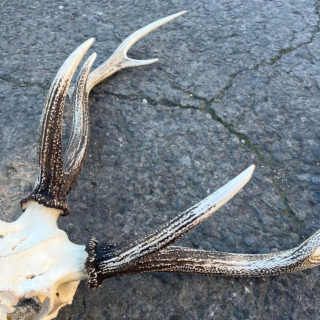 鹿の角 両角 顔付き エゾシカの角