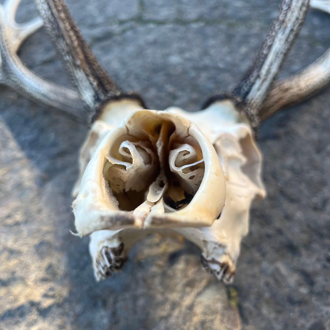 鹿の角 両角 顔付き エゾシカの角