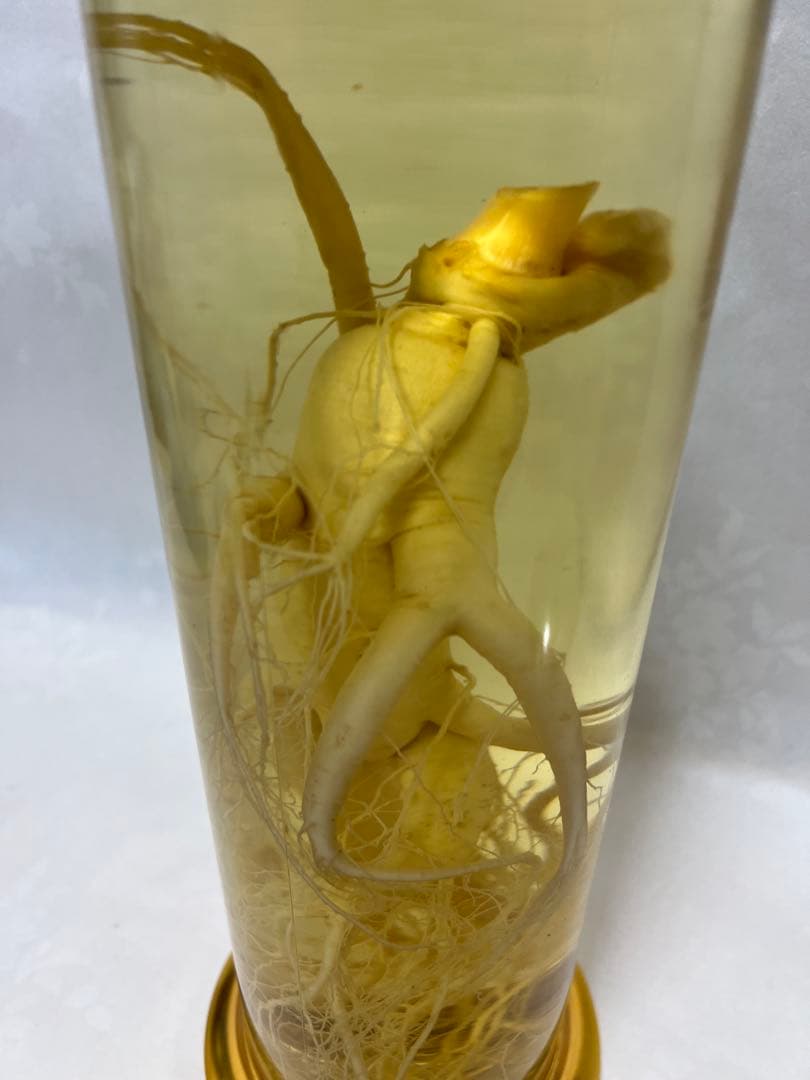 朝鮮白頭山人参古酒 薬膳酒 漢方 薬酒 健康酒 養命酒 年滋養強壮に役立つ