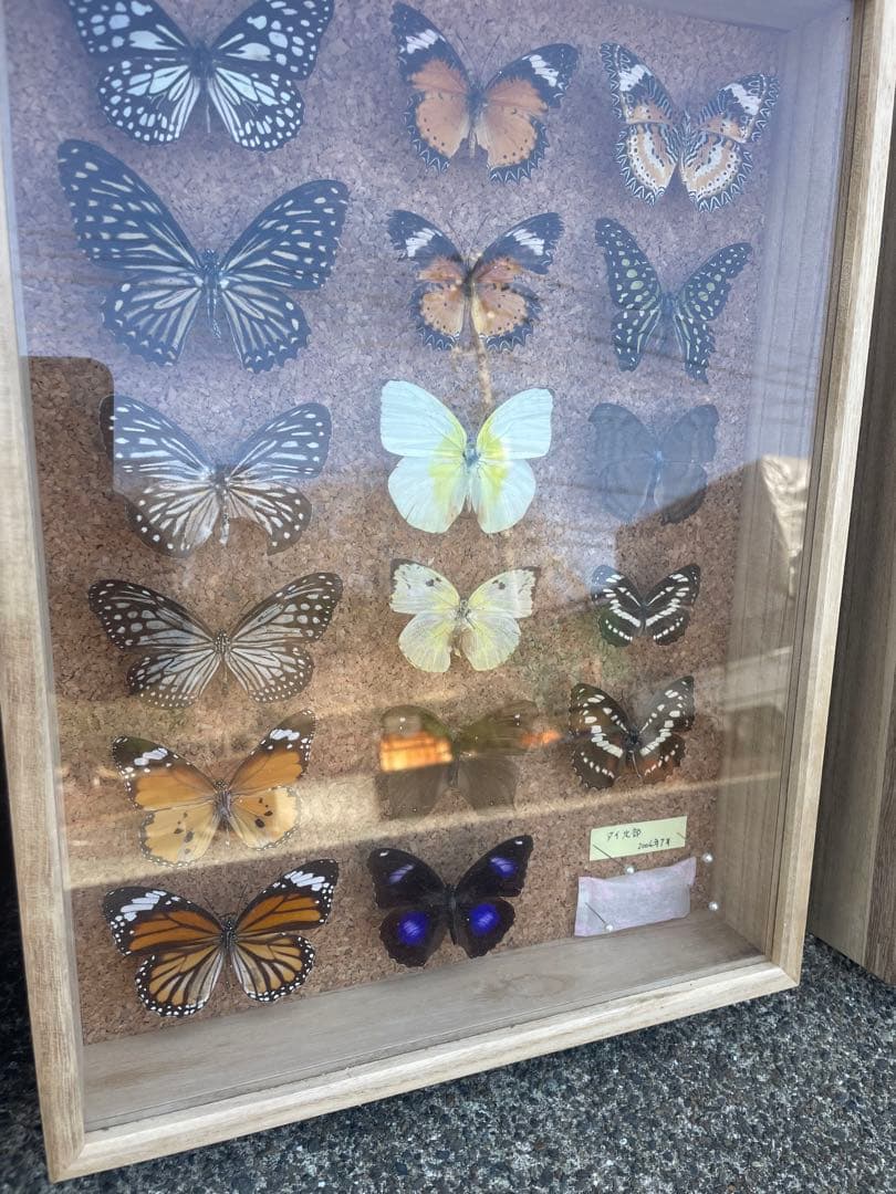 最終値下げ　蝶　標本　003   40×30センチ 厚さ6センチ