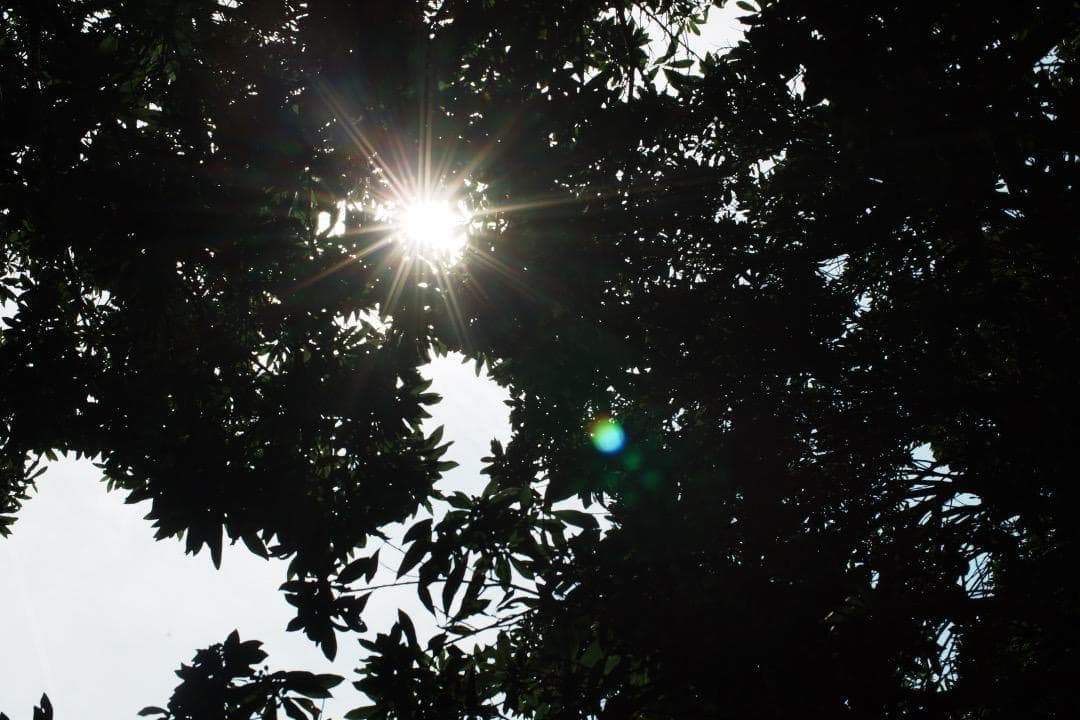 【極美品】Nikon Ai-s Nikkor 50mm F1.2 764