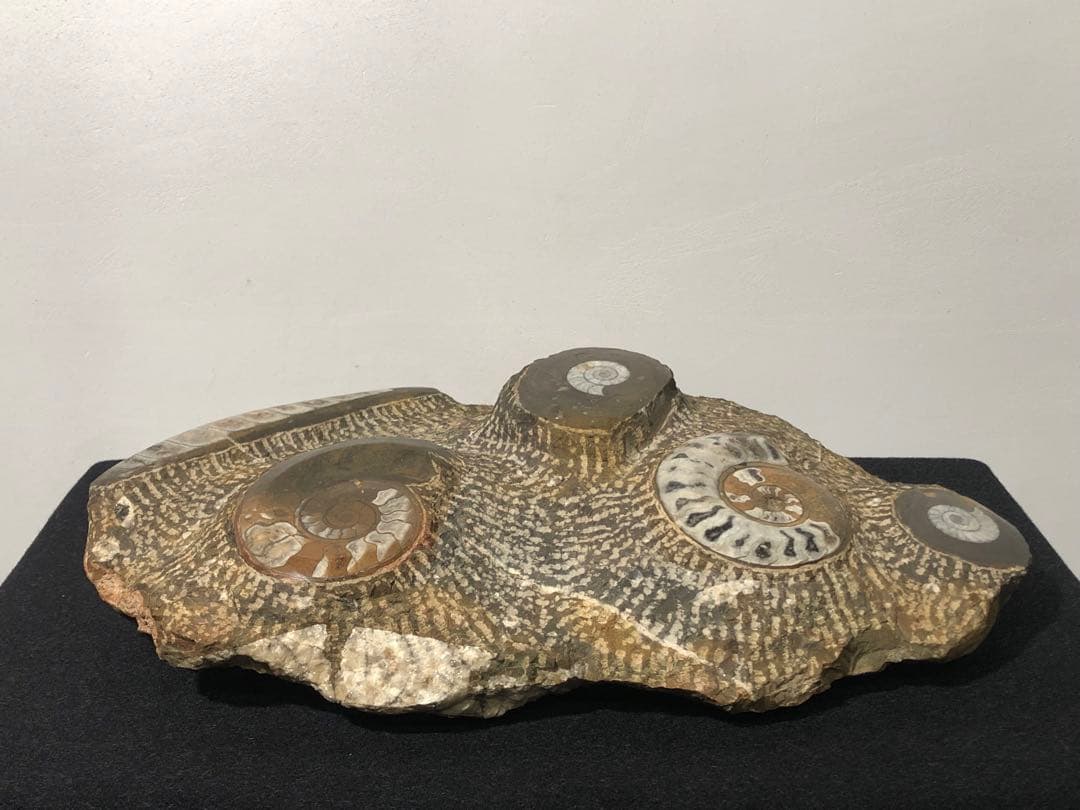 アンモナイト 化石群集 コレクション 原石 自然 置物 歴史資料 古代 標本