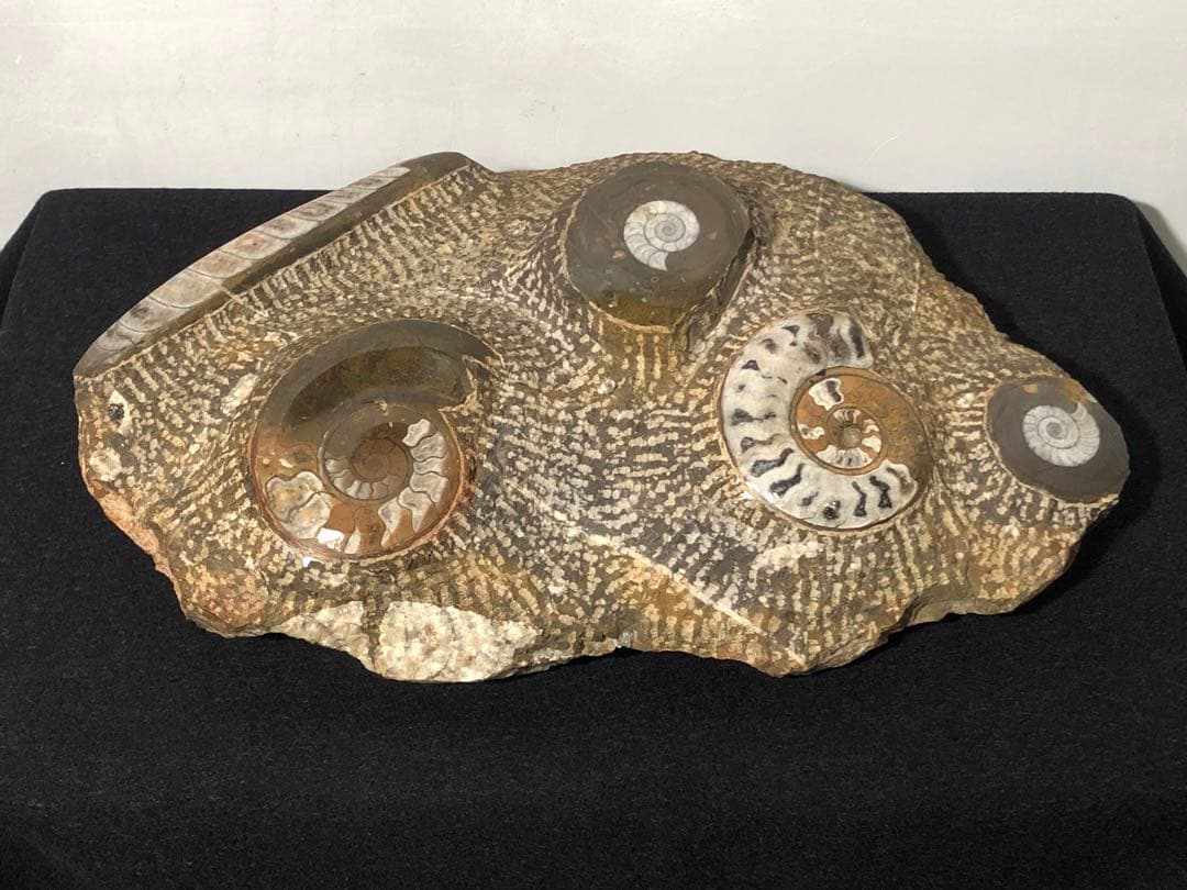 アンモナイト 化石群集 コレクション 原石 自然 置物 歴史資料 古代 標本
