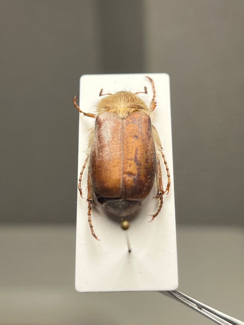 【19mm】ゴリラコガネ ライオンコガネ ウグイスコガネ標本 プラチナコガネ
