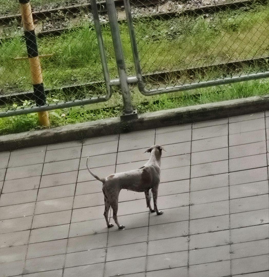タイのお守りプラクルアン！女性の支配力と魅力がアップ！！藝術兼呪符！！