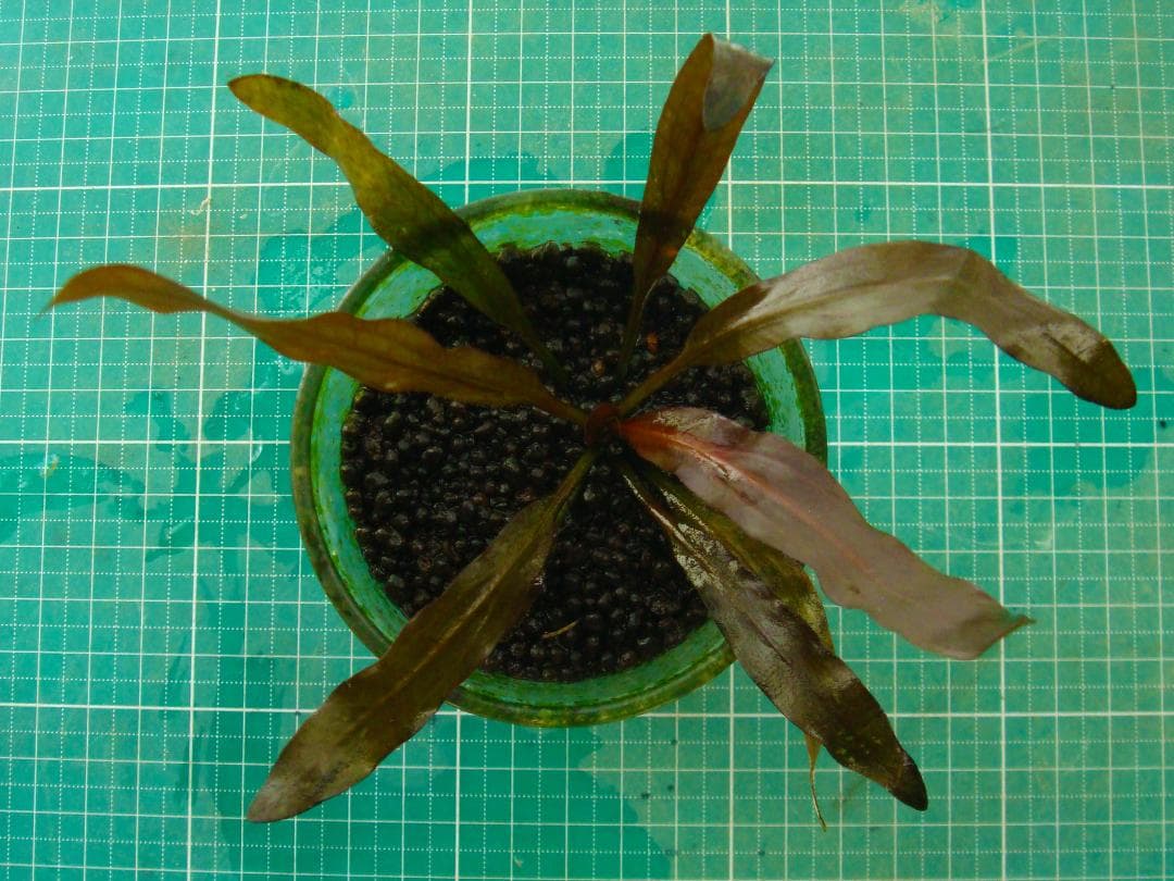 お*い様 エキノドルス ホレマニー ブラッドレッド (水中葉)