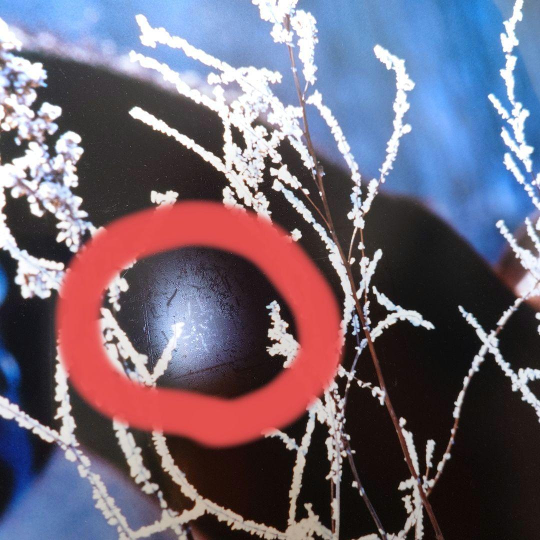 JRA　競馬　馬写真（額入り）冬花