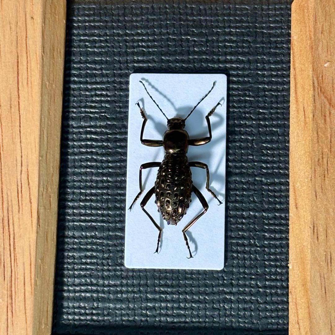 ボツボツとした突起を持つゴミダマ【標本】