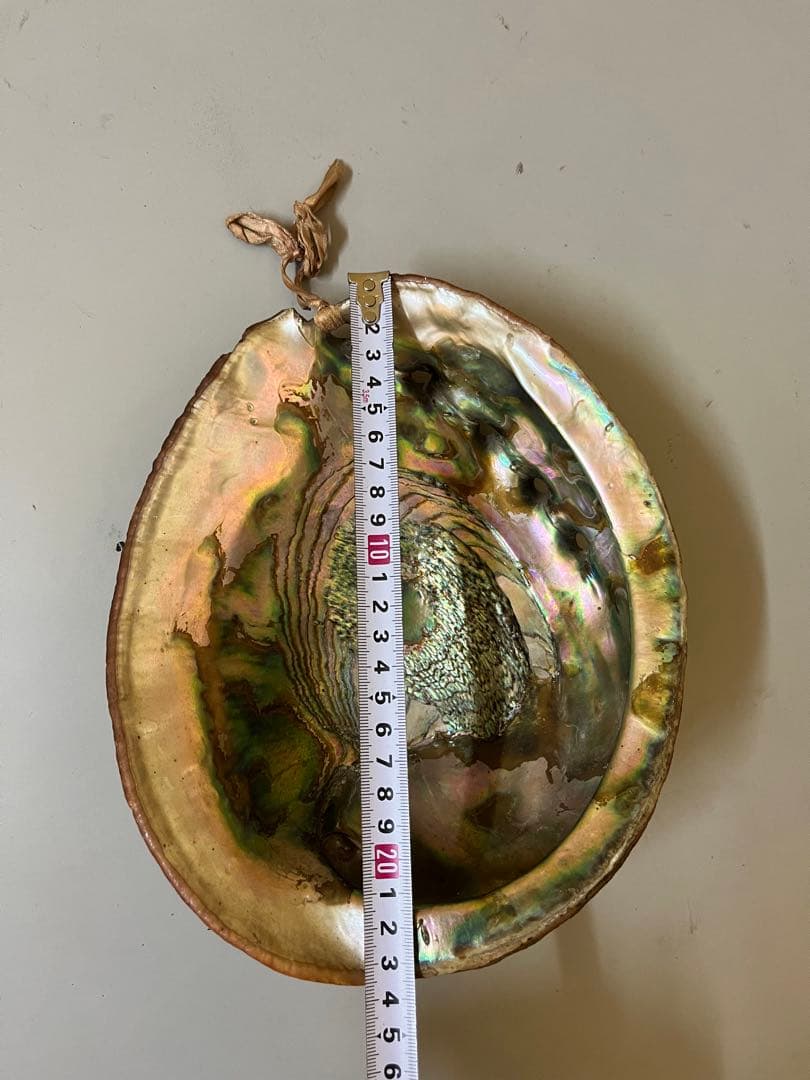 アワビの貝殻 虹色 インテリア 天然装飾品 約22cm×17cm