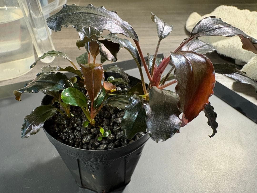 水草 Bucephalandra sp.Galaxy lic Puple