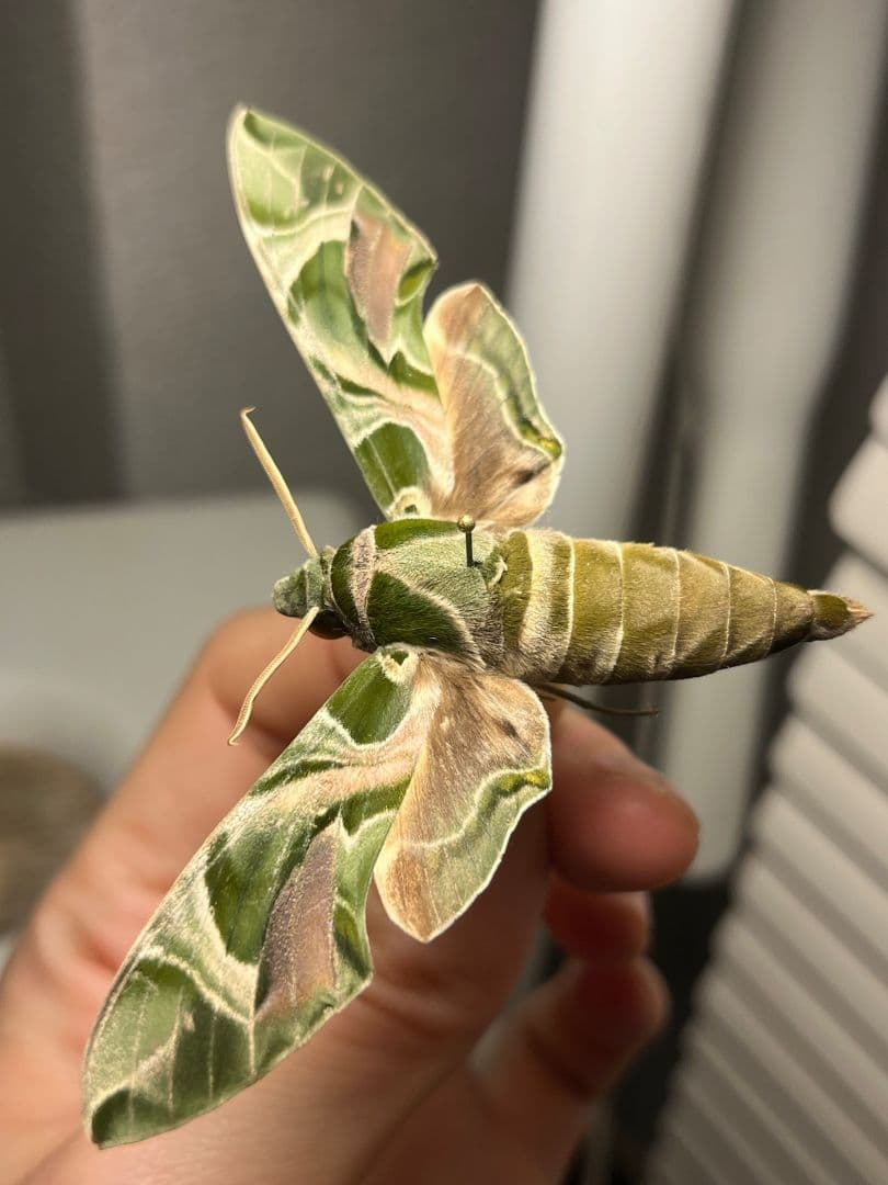 キョウチクトウスズメ 夾竹桃雀蛾 Daphnis nerii 蛾標本 蝶標本