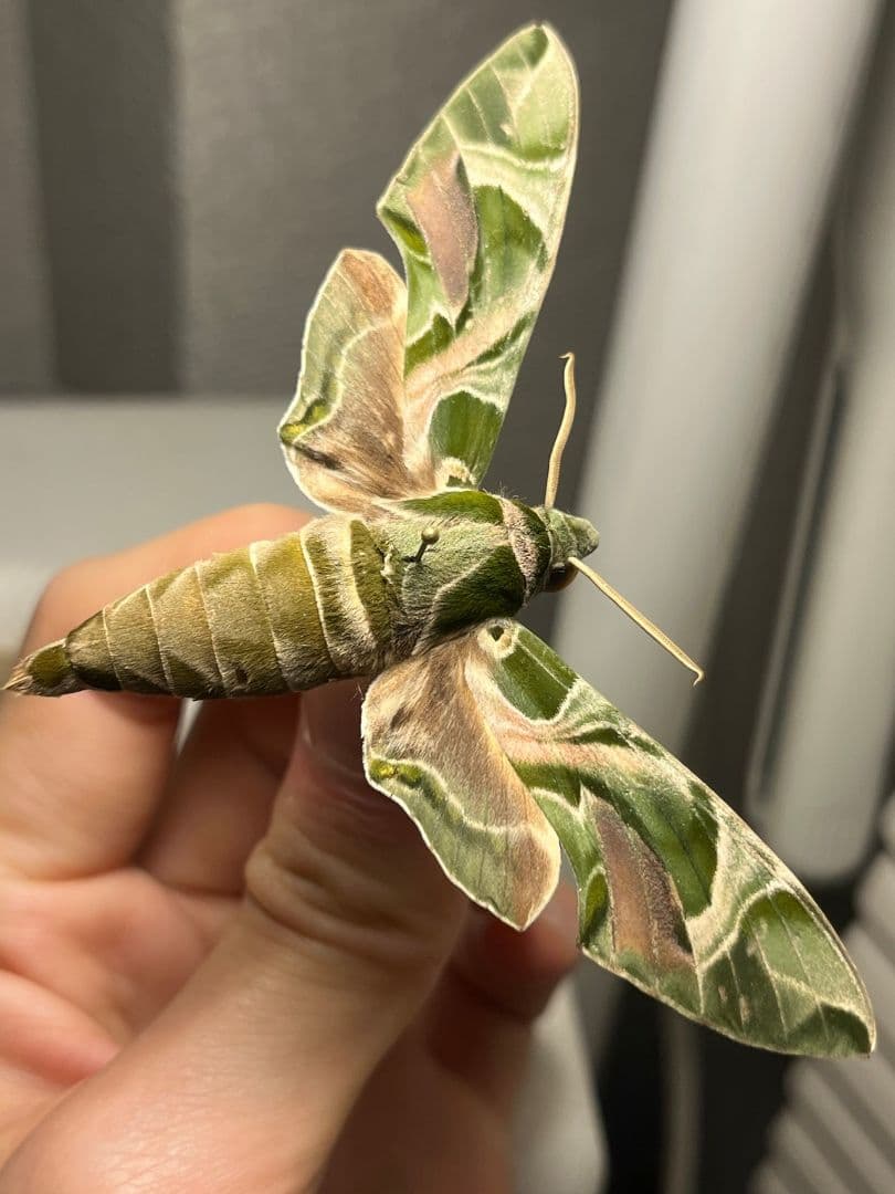 キョウチクトウスズメ 夾竹桃雀蛾 Daphnis nerii 蛾標本 蝶標本