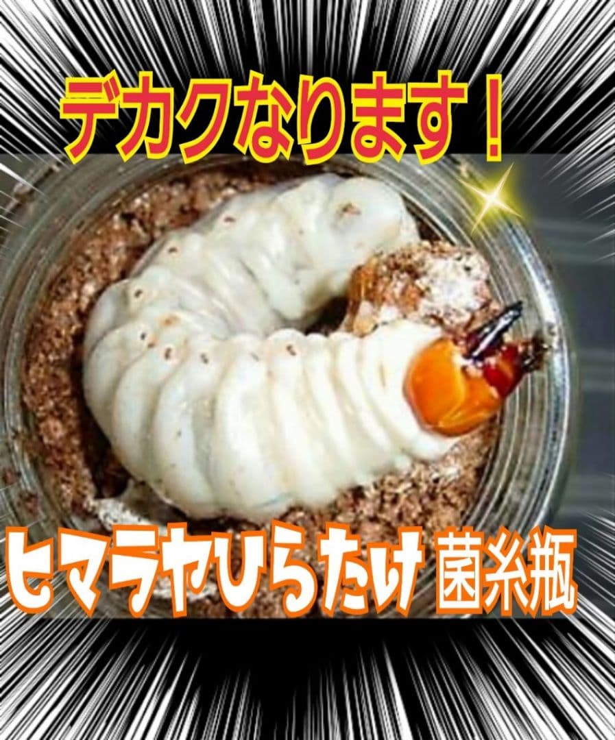 極上！ヒマラヤひらたけ菌糸瓶　特大1500mlボトル【8本】トレハロース強化配合