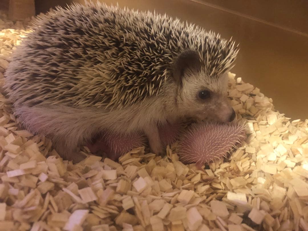 ハリネズミ ケージ 飼育セット 1