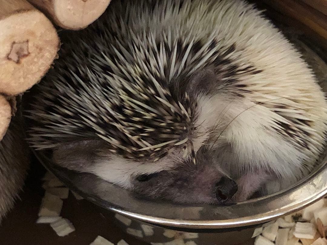 ハリネズミ ケージ 飼育セット 1