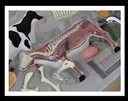 訳あり 4D VISION 乳牛 フィギュア 立体パズル 動物解剖 組立 模型