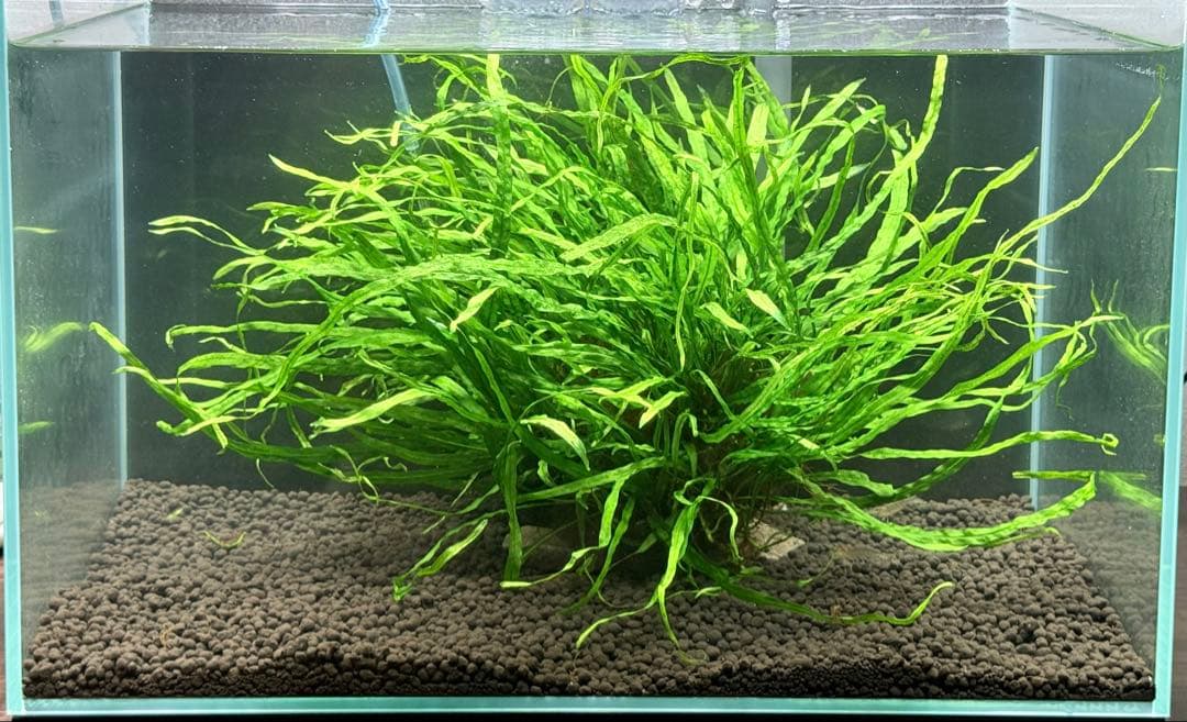 ミクロソリウム　ナローリーフ　超大型株