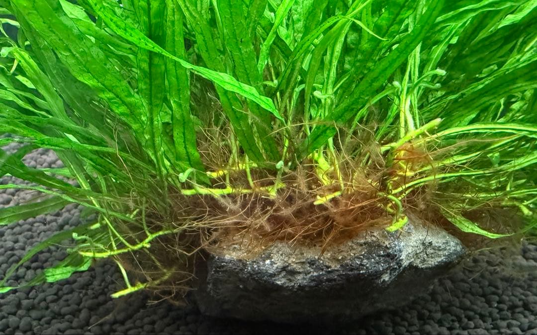 ミクロソリウム　ナローリーフ　超大型株