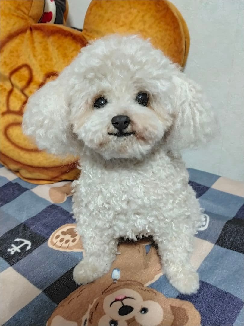 Tigerlsjオーダーベージ。20センチサイズ