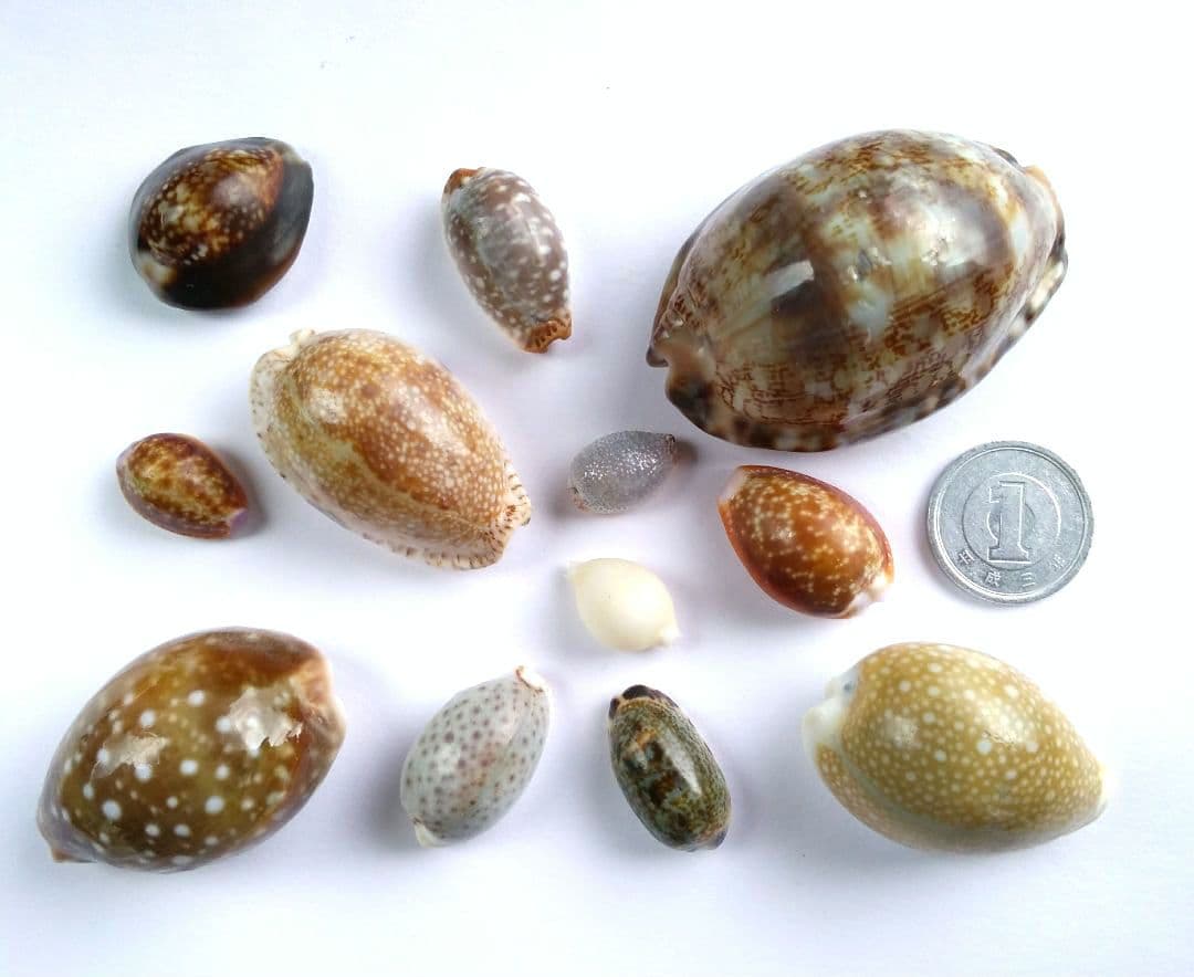 Narita様 リクエスト 4点 まとめ商品　貝殻