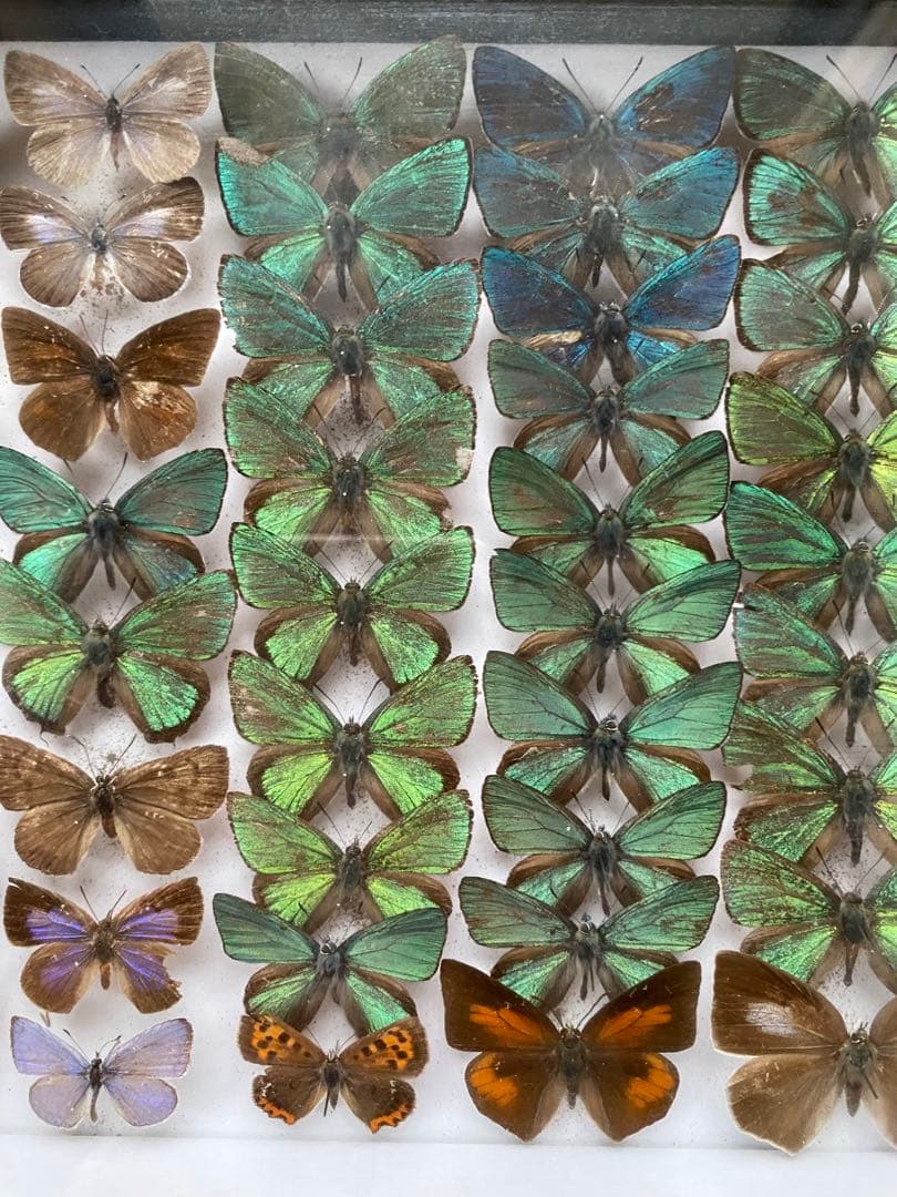 蝶々標本52頭　木製額(ガラス) 約21cm x 27cm