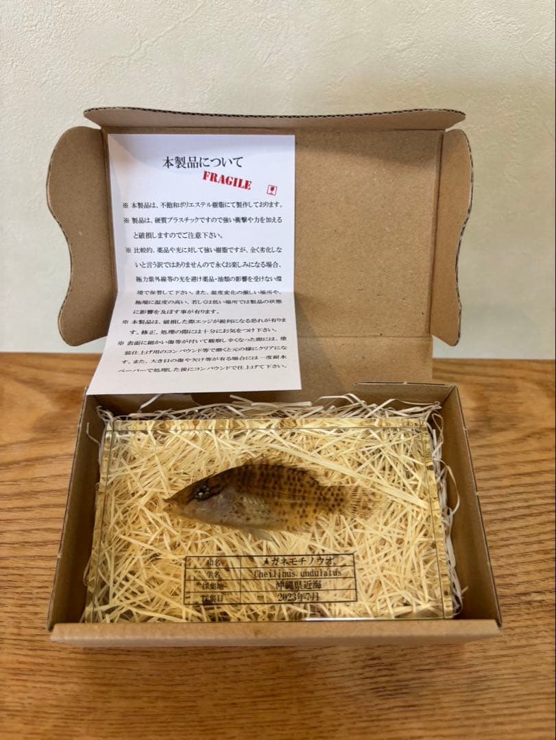 【超美品,希少種】ナポレオンフィッシュ（メガネモチノウオ）樹脂封入標本