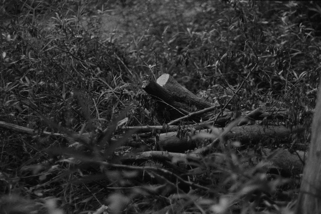 フィルムカメラ CONTAX AX