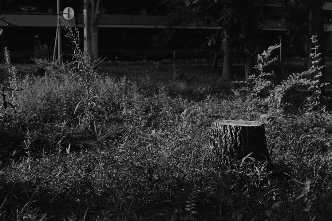 フィルムカメラ CONTAX AX