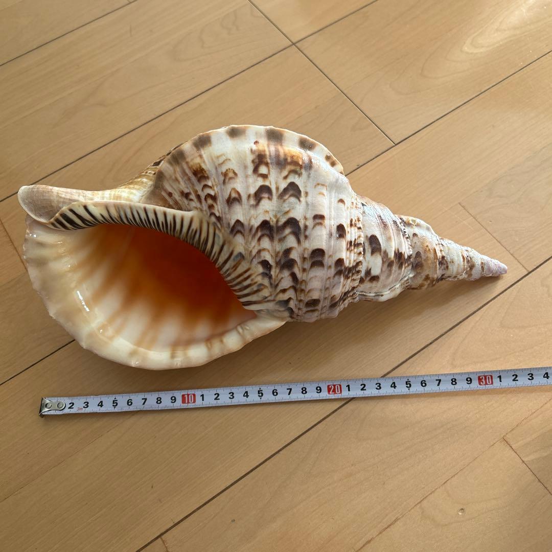 法螺貝　ホラ貝　沖縄県産　天然　貝殻 約30cm