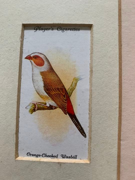 イギリスアンティーク　シガレットカード額装