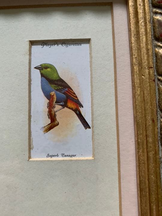 イギリスアンティーク　シガレットカード額装