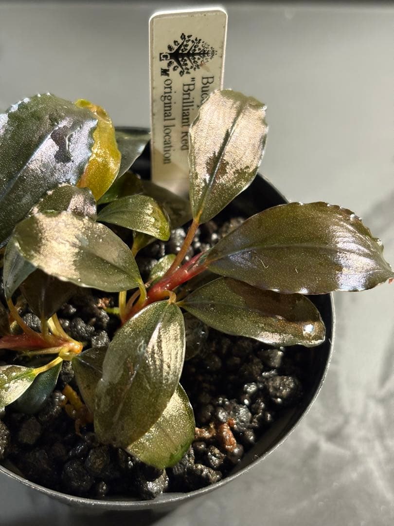 水草 Bucephalandra sp.Brilliant Red