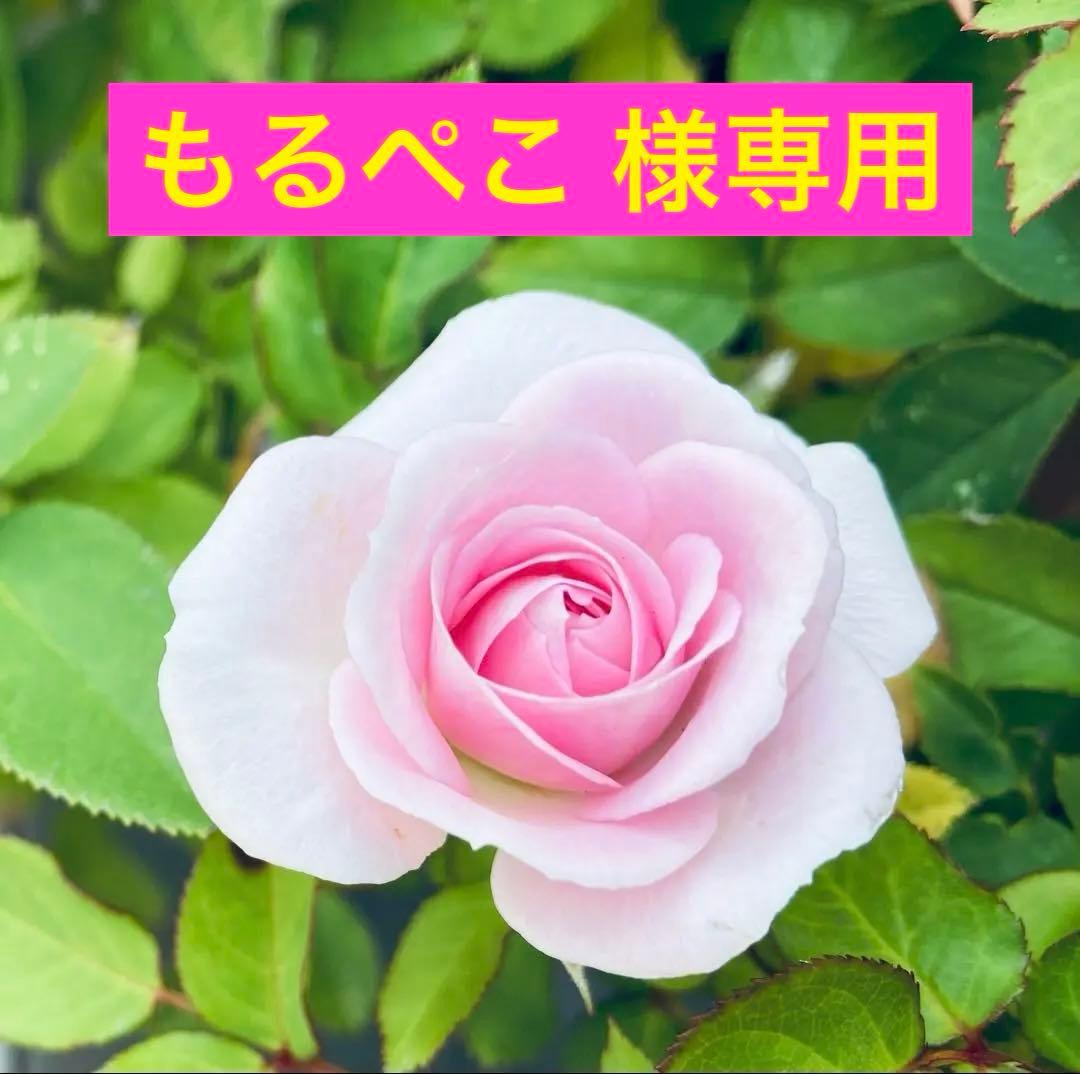 いなば　チャオプチ　バラエティ　25個入り×5袋