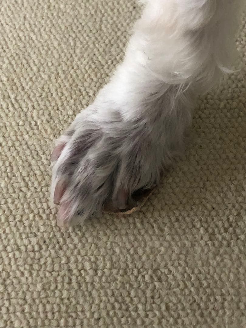 【◯◯様用】実物お写真 ペット 滑止 肉球 足裏 犬 (36cm 単位売)