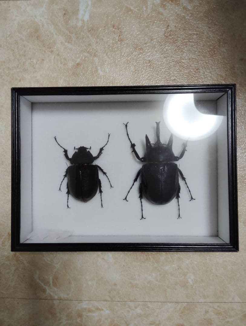 【アクティオンゾウカブトムシ】 アクティオン標本 　昆虫セット　オスメスペア