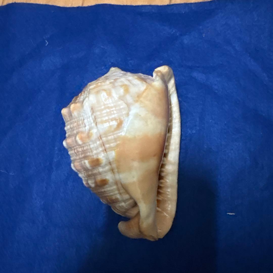 貝殻、５点セット