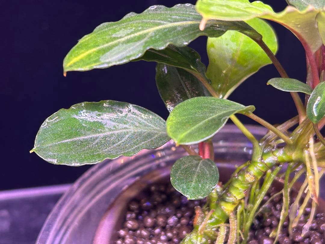 【TB便】Bucephalandra sp.Pearl gray 群生水上育成株