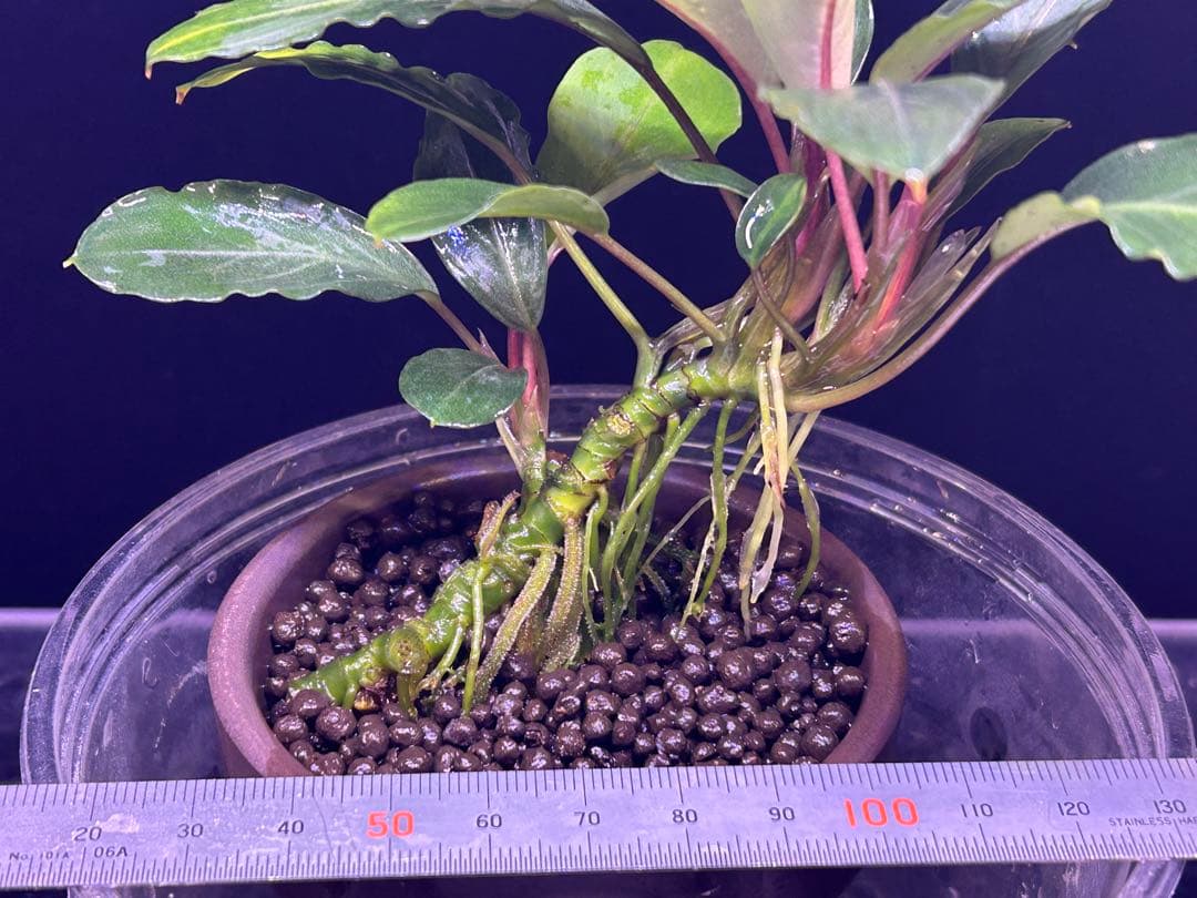 【TB便】Bucephalandra sp.Pearl gray 群生水上育成株