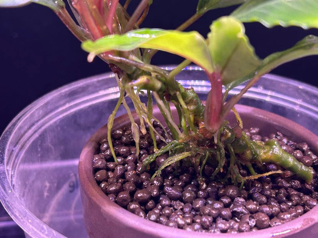 【TB便】Bucephalandra sp.Pearl gray 群生水上育成株