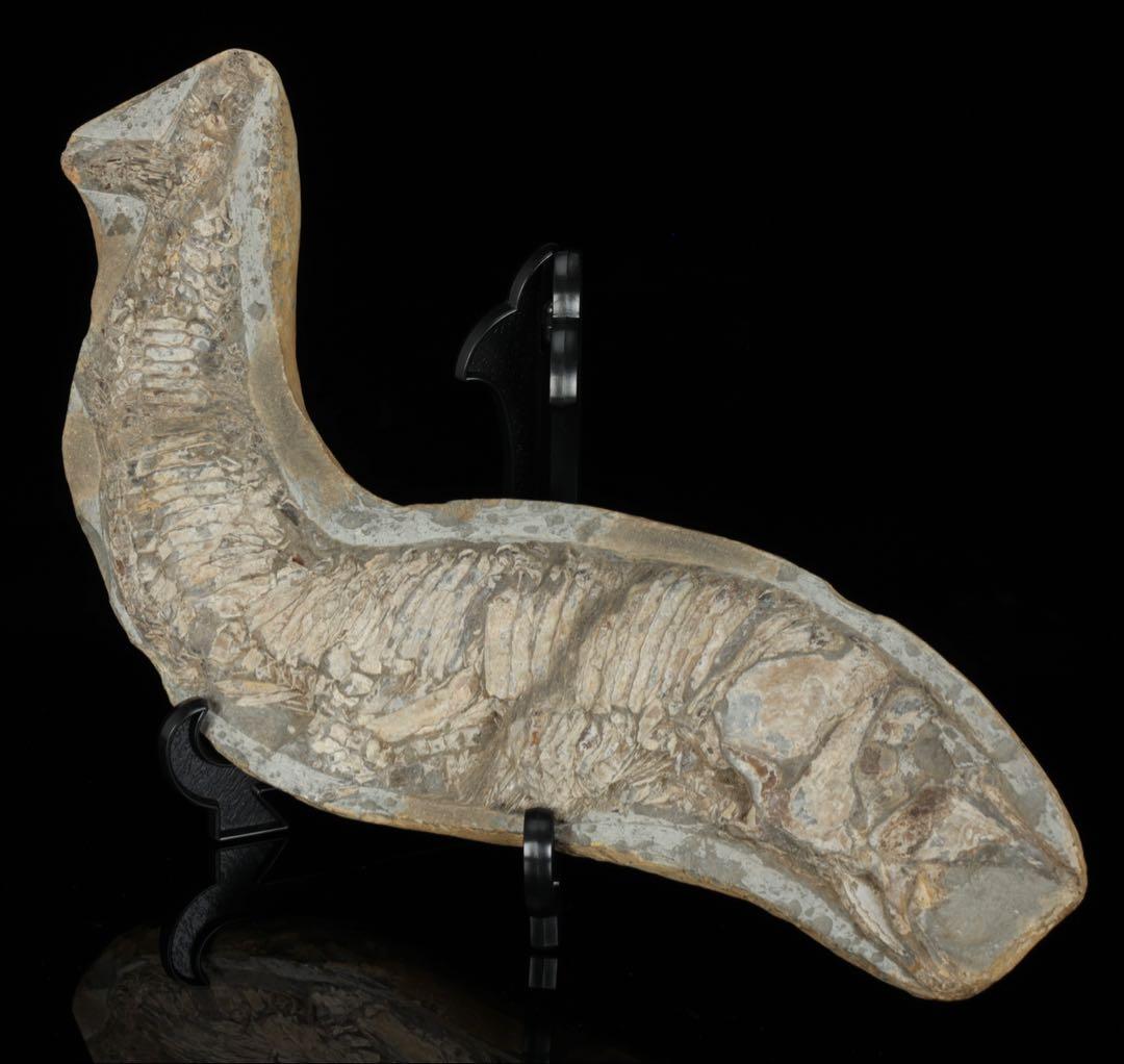 白亜紀前期 サンタナ層産 古代魚化石 魚類化石 クラドキクルス 骨格 標本