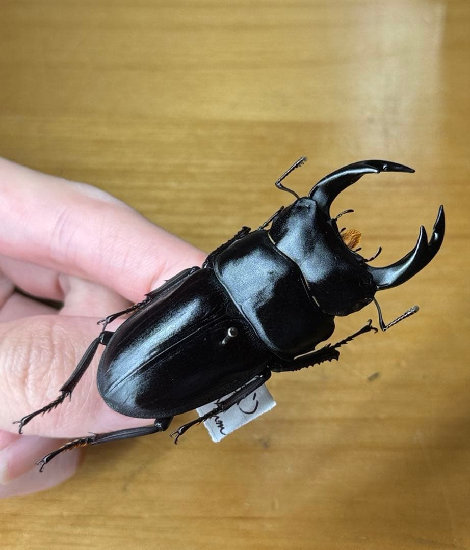 超貴重！！天然WDオオクワガタ山梨県材割り成虫採集