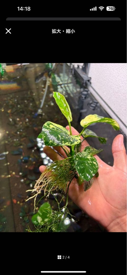 menehunecyan　※プロフ必読！ページ　アヌビアス　斑入りキング