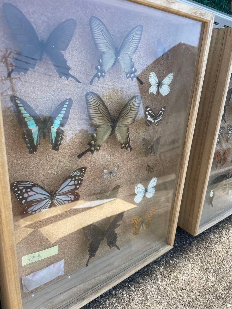 値下げ　蝶　標本　013 ケースサイズ40×30センチ 厚さ6センチ