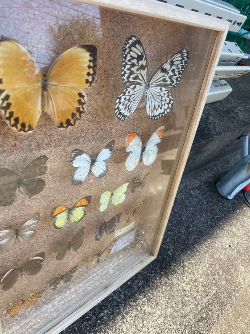 値下げ　蝶　標本　013 ケースサイズ40×30センチ 厚さ6センチ