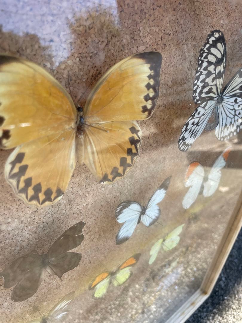 値下げ　蝶　標本　013 ケースサイズ40×30センチ 厚さ6センチ