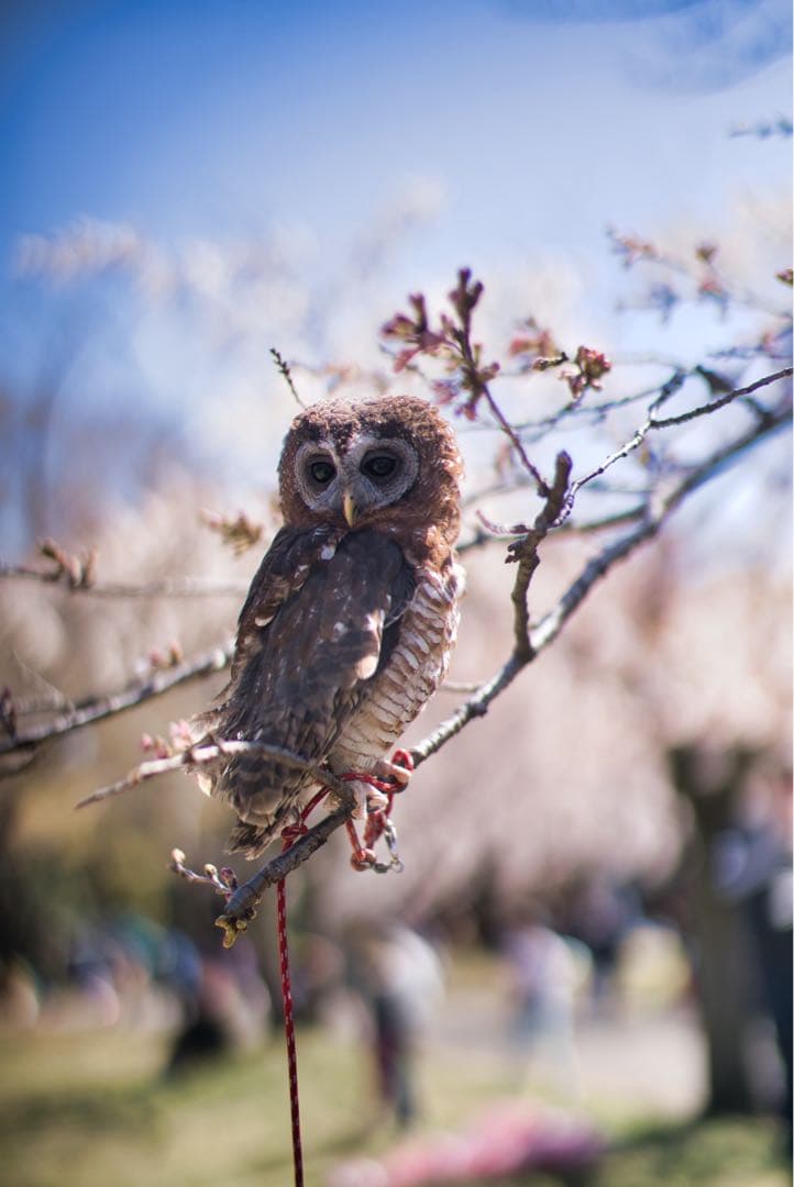 【美品】F0.95 50mm フルサイズ