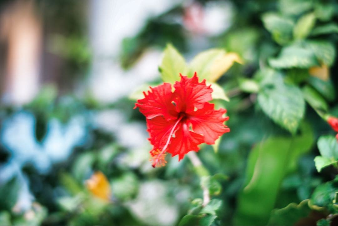 【美品】F0.95 50mm フルサイズ